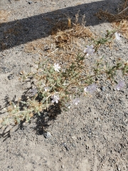 Stephanomeria exigua exigua