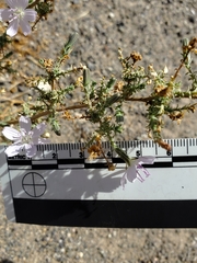 Stephanomeria exigua exigua