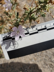 Stephanomeria exigua exigua