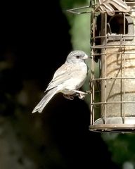Junco hyemalis