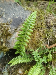 Asplenium foreziense