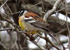 Emberiza flaviventris flaviventris
