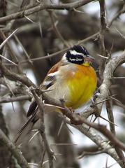 Emberiza flaviventris flaviventris