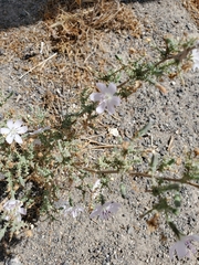 Stephanomeria exigua exigua