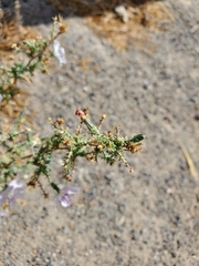 Stephanomeria exigua exigua
