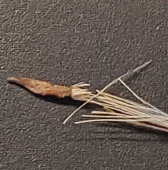 Stephanomeria exigua exigua