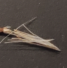 Stephanomeria exigua exigua