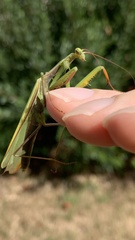 Mantis religiosa