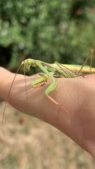 Mantis religiosa