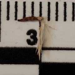 Stephanomeria exigua exigua