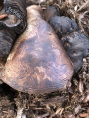 Pseudochitonia