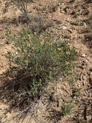 Pteronia hutchinsoniana