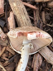 Pseudochitonia