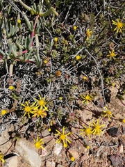 Senecio abbreviatus