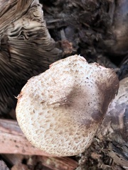Pseudochitonia
