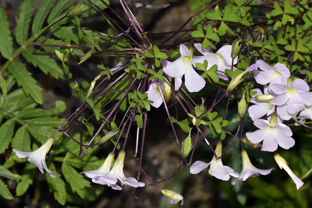Oxalis comosa