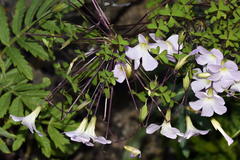 Oxalis comosa