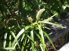 Veronica stenophylla