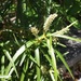Veronica stenophylla stenophylla - Photo 由 Callan Bird 所上傳的 (c) Callan Bird，保留部份權利CC BY