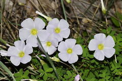 Oxalis comosa