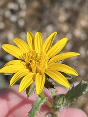 Cuspidia cernua annua