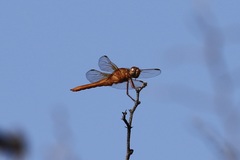 Libellula croceipennis