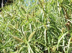 Veronica stenophylla