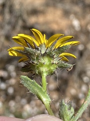 Cuspidia cernua annua