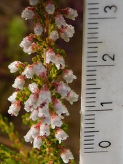 Erica setacea