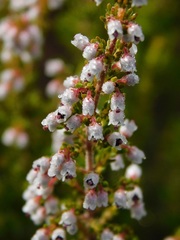 Erica setacea