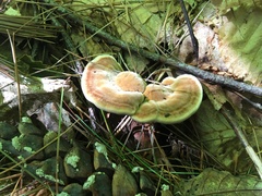 Trametes velutina