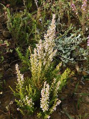 Erica setacea