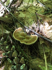 Trametes velutina