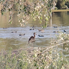 Plegadis falcinellus