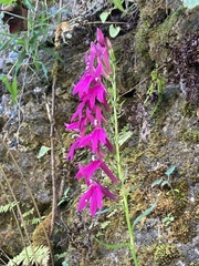 Lobelia × speciosa