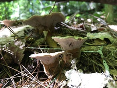Trametes velutina