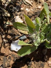 Cuspidia cernua annua