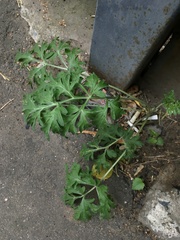 Artemisia absinthium