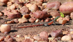 Platysaurus minor