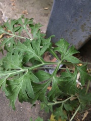 Artemisia absinthium