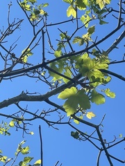 Acer