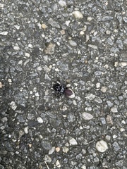 Atypidae