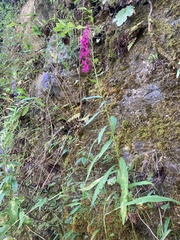 Lobelia × speciosa