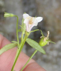 Monopsis alba