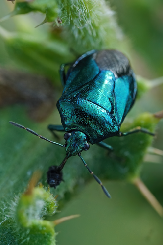 Blue Shield Bug photo 3