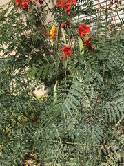 Caesalpinia
