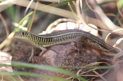 Gerrhosaurus flavigularis