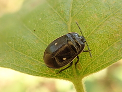Adomerus biguttatus