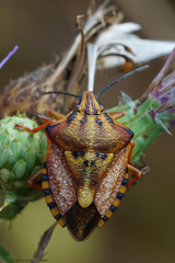 Carpocoris mediterraneus mediterraneus