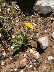 Cuspidia cernua annua